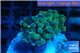 Euphyllia paraancora gold 3-5 cm WYSIWYG acclimaté