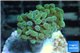 Euphyllia paraancora gold 3-5 cm WYSIWYG acclimaté