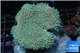 Sarcophyton long polyps 7-10 cm WYSIWYG acclimaté