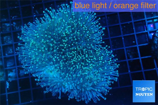 Sarcophyton long polyps 7-12 cm WYSIWYG acclimaté