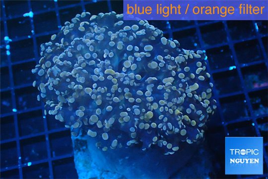 Euphyllia yaeyamaensis orange 7-12 cm WYSIWYG acclimaté