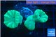 Caulastrea green 3-4 polyps WYSIWYG acclimaté