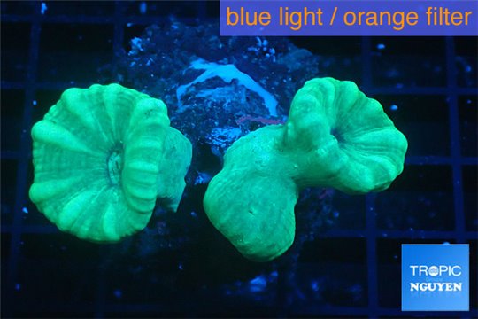 Caulastrea green 3-4 polyps WYSIWYG acclimaté