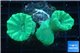 Caulastrea green 3-4 polyps WYSIWYG acclimaté