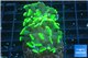 Euphyllia paraancora green 2 polyps WYSIWYG acclimaté