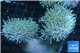 Sarcophyton long polyps 7-12 cm WYSIWYG acclimaté