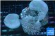 Sarcophyton long polyps 7-12 cm WYSIWYG acclimaté