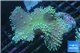 Sarcophyton long polyps 7-12 cm WYSIWYG acclimaté