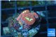 Blastomussa wellsi red green 6-7 polyps WYSIWYG acclimaté