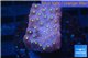 Leptastrea red & yellow polyps 2-3 cm WYSIWYG acclimaté