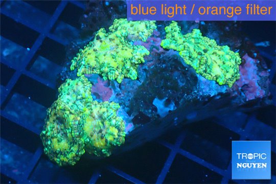 Discosoma vulcans 5-6 polyps WYSIWYG acclimaté