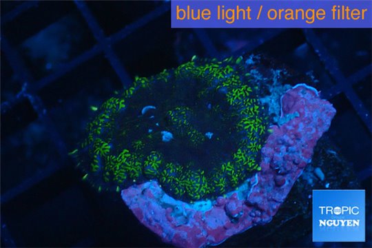 Rhodactis tricolor 1 polyp WYSIWYG acclimaté