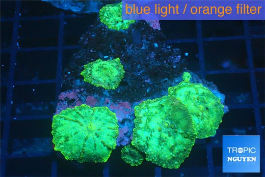 Discosoma green 5 polyps WYSIWYG acclimaté