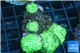 Discosoma green 5 polyps WYSIWYG acclimaté