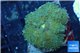 Rhodactis yuma golden green 1 polyp WYSIWYG acclimaté