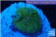 Ricordea floridae gold 1-polyp WYSIWYG acclimaté