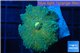 Rhodactis yuma golden green 1 polyp WYSIWYG acclimaté