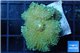 Rhodactis yuma golden green 1 polyp WYSIWYG acclimaté