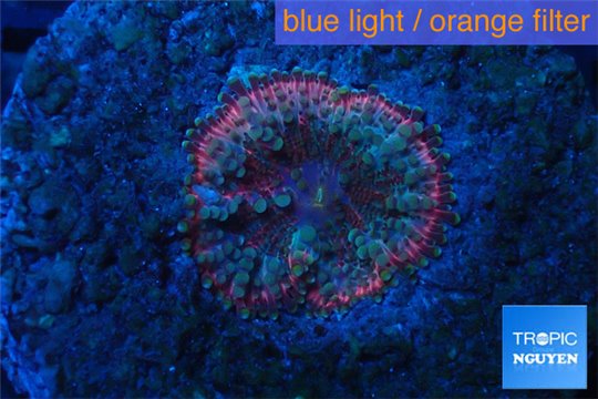 Discosoma magic red line 1 polyp WYSIWYG acclimaté