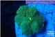 Ricordea floridae gold 1-polyp WYSIWYG acclimaté