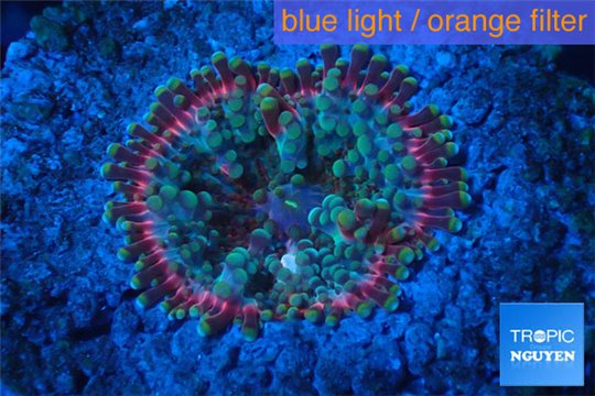 Discosoma magic red line 1 polyp WYSIWYG acclimaté