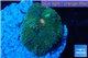 Ricordea floridae gold 1-polyp WYSIWYG acclimaté