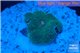 Ricordea floridae green 1 polyp WYSIWYG acclimaté