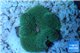 Ricordea floridae green 1 polyp WYSIWYG acclimaté