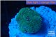 Ricordea floridae green 1 polyp WYSIWYG acclimaté