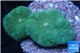 Ricordea floridae green 2 polyps WYSIWYG acclimaté