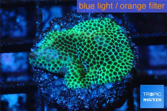 Porites green 2-4 cm WYSIWYG acclimaté