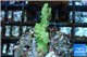 Acropora green gold Australia 3-4 cm WYSIWYG acclimaté