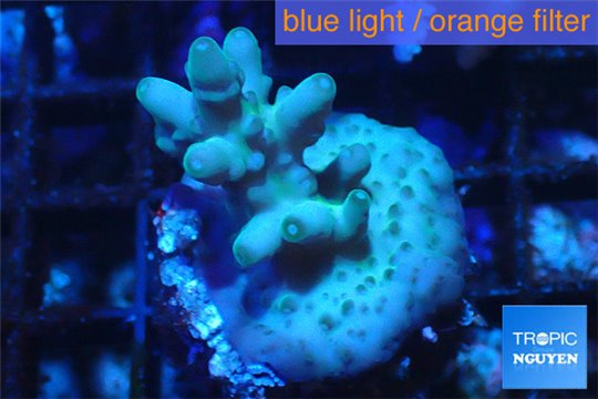 Acropora Fijii purple green 2-4 cm WYSIWYG acclimaté