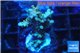 Acropora golden 3-5 cm WYSIWYG acclimaté