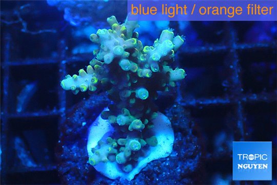 Acropora golden 3-5 cm WYSIWYG acclimaté