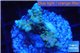 Acropora blue tip & green polyps 2-4 cm WYSIWYG acclimaté