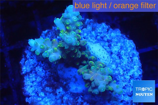 Acropora blue tip & green polyps 2-4 cm WYSIWYG acclimaté