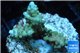 Acropora blue tip & green polyps 2-4 cm WYSIWYG acclimaté