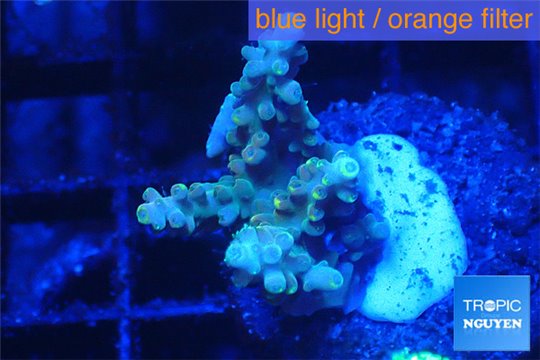 Acropora blue tip & green polyps 2-4 cm WYSIWYG acclimaté