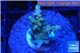 Acropora blue tip & green polyps 2-4 cm WYSIWYG acclimaté