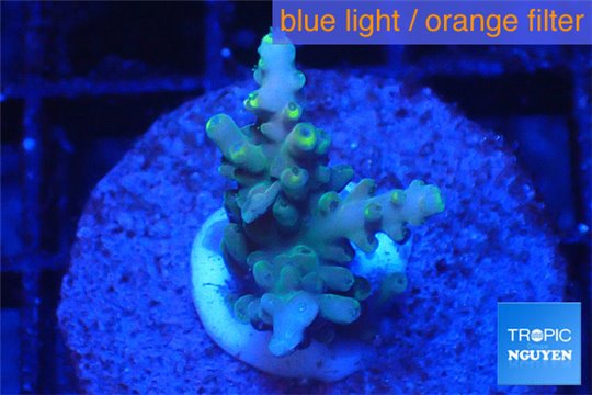 Acropora blue tip & green polyps 2-4 cm WYSIWYG acclimaté