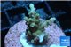 Acropora blue tip & green polyps 2-4 cm WYSIWYG acclimaté