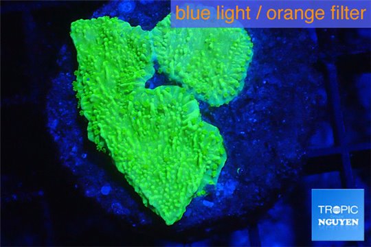 Montipora capricornis green 2-3 cm WYSIWYG acclimaté