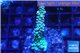 Acropora green purple 3-5 cm WYSIWYG acclimaté