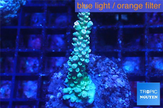 Acropora green purple 3-5 cm WYSIWYG acclimaté