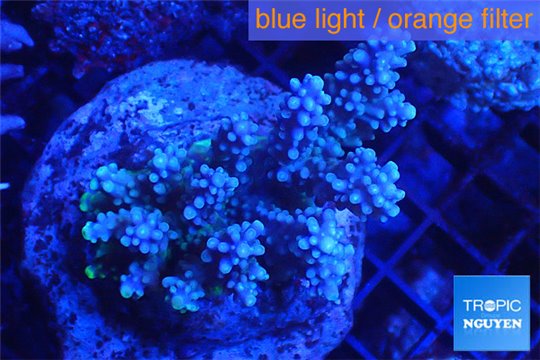 Acropora Horrida purple Indonesia 7-11 cm WYSIWYG acclimaté