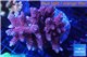 Acropora hyacinthus pink & blue tip 7-11 cm WYSIWYG acclimaté