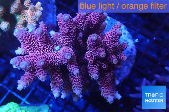 Acropora hyacinthus pink & blue tip 7-11 cm WYSIWYG acclimaté