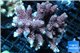 Acropora hyacinthus pink & blue tip 7-11 cm WYSIWYG acclimaté