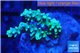 Acropora green purple 3-4 cm WYSIWYG acclimaté